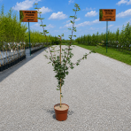 Javor poľný (Acer campestre) - výška 140-170 cm, kont. C5L